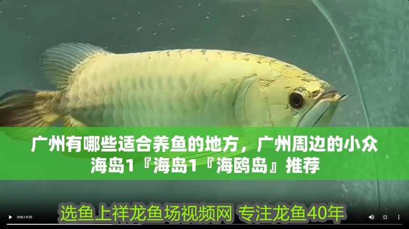 廣州有哪些適合養魚的地方，廣州周邊的小眾海島1『海島1『海鷗島』推薦