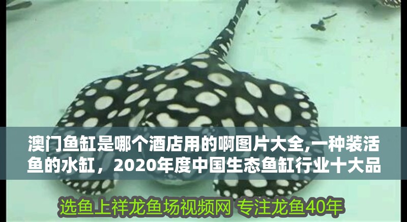澳門魚缸是哪個酒店用的啊圖片大全,一種裝活魚的水缸，2020年度中國生態魚缸行業十大品牌榜單品牌榜單