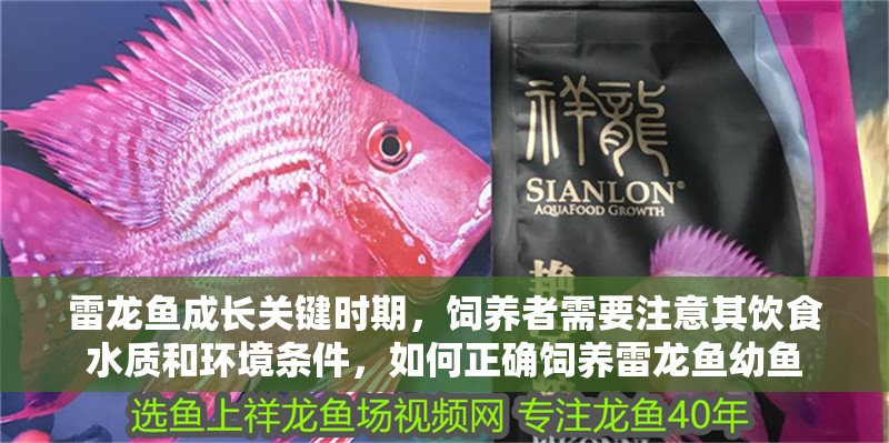 雷龍魚成長關鍵時期，飼養者需要注意其飲食水質和環境條件，如何正確飼養雷龍魚幼魚 雷龍魚成長關鍵時期，飼養者需要注意其飲食水質和環境條件，如何正確飼養雷龍魚幼魚 觀賞魚百科