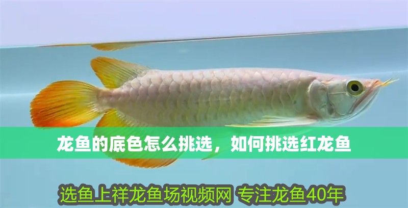 龍魚的底色怎么挑選，如何挑選紅龍魚