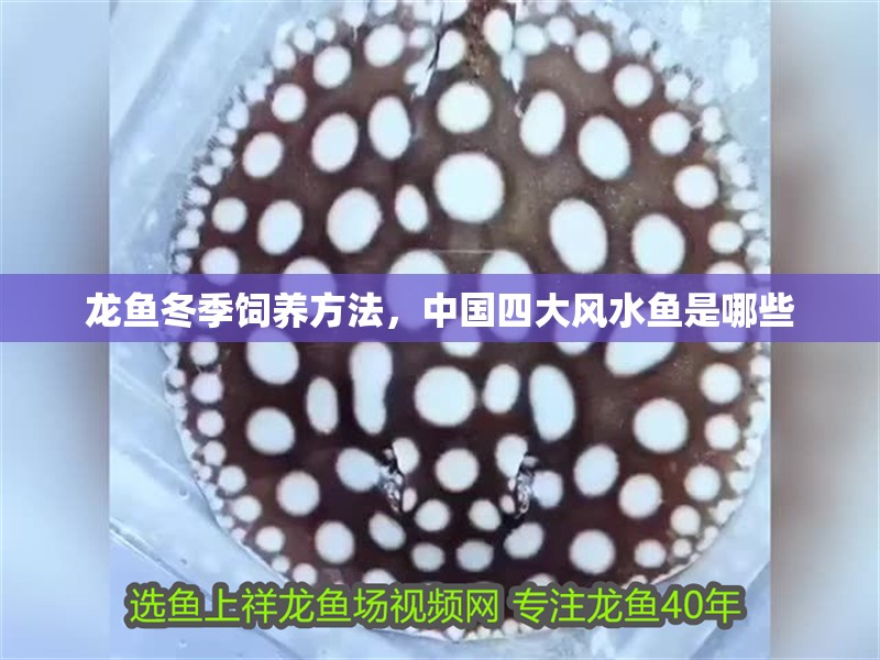 龍魚冬季飼養方法，中國四大風水魚是哪些 龍魚冬季飼養方法，中國四大風水魚是哪些 觀賞魚百科 第3張