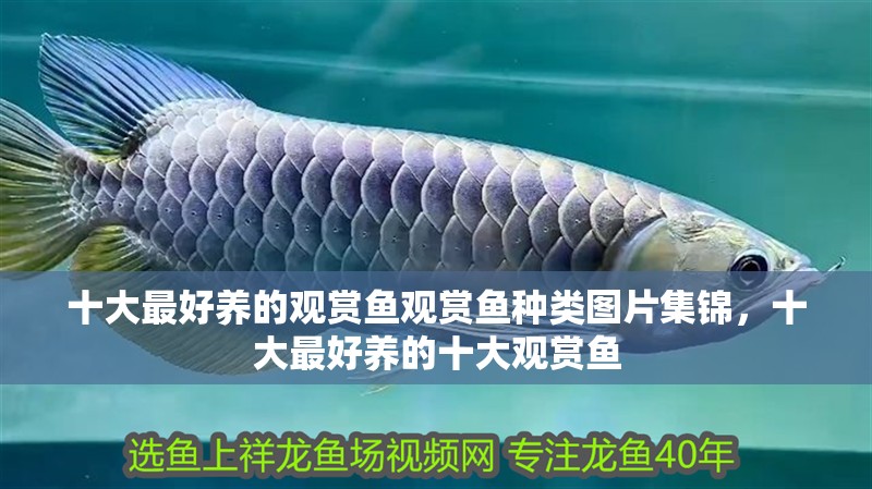 十大最好養的觀賞魚觀賞魚種類圖片集錦，十大最好養的十大觀賞魚