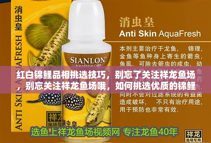 紅白錦鯉品相挑選技巧，別忘了關注祥龍魚場，別忘關注祥龍魚場哦，如何挑選優質的錦鯉魚