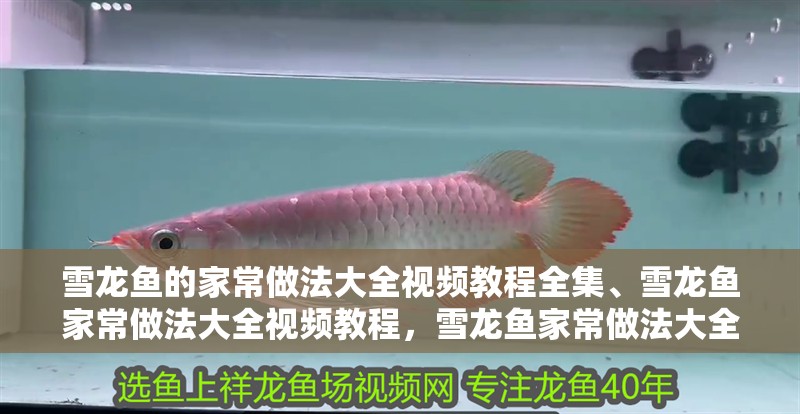 雪龍魚的家常做法大全視頻教程全集、雪龍魚家常做法大全視頻教程，雪龍魚家常做法大全視頻教程全集、雪龍魚的家常做法大全視頻教程