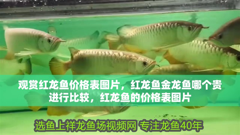 觀賞紅龍魚價格表圖片，紅龍魚金龍魚哪個貴進行比較，紅龍魚的價格表圖片