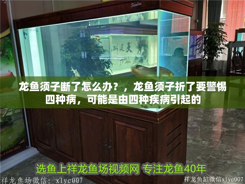 龍魚須子斷了怎么辦？，龍魚須子折了要警惕四種病，可能是由四種疾病引起的