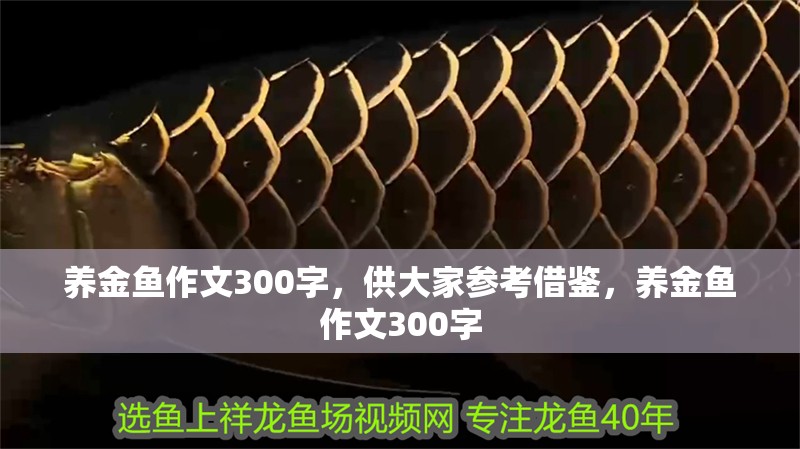 養(yǎng)金魚作文300字，供大家參考借鑒，養(yǎng)金魚作文300字