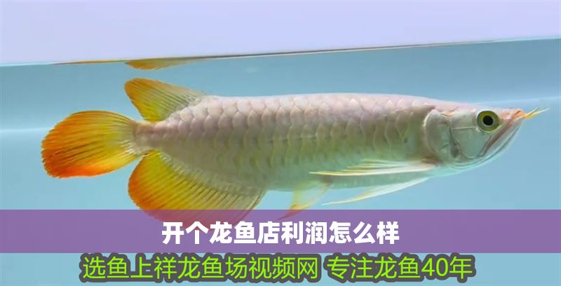開個龍魚店利潤怎么樣 開個龍魚店利潤怎么樣 龍魚百科 第2張