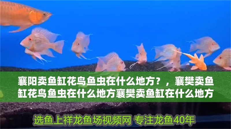 襄陽賣魚缸花鳥魚蟲在什么地方？，襄樊賣魚缸花鳥魚蟲在什么地方襄樊賣魚缸在什么地方