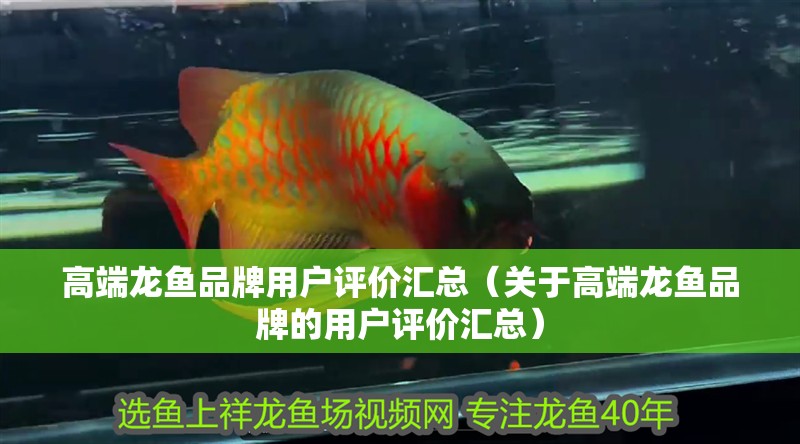 高端龍魚品牌用戶評價匯總（關于高端龍魚品牌的用戶評價匯總）