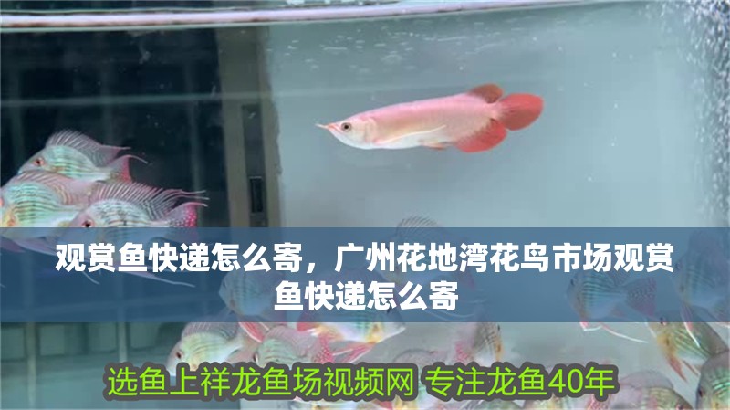 觀賞魚快遞怎么寄，廣州花地灣花鳥市場觀賞魚快遞怎么寄