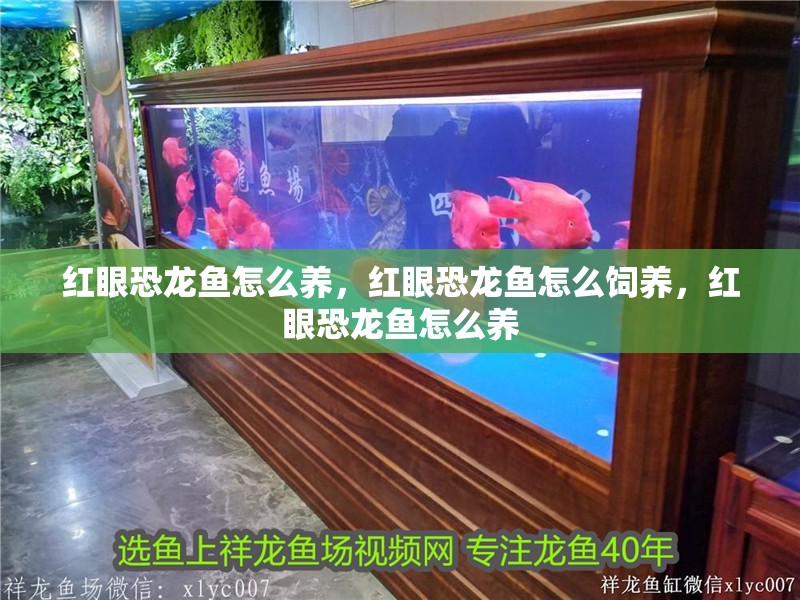 紅眼恐龍魚怎么養(yǎng)，紅眼恐龍魚怎么飼養(yǎng)，紅眼恐龍魚怎么養(yǎng)