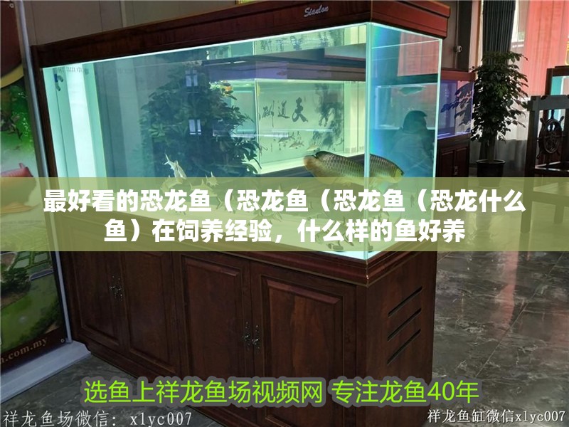 最好看的恐龍魚（恐龍魚（恐龍魚（恐龍什么魚）在飼養經驗，什么樣的魚好養