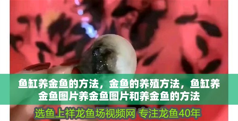 魚缸養金魚的方法，金魚的養殖方法，魚缸養金魚圖片養金魚圖片和養金魚的方法