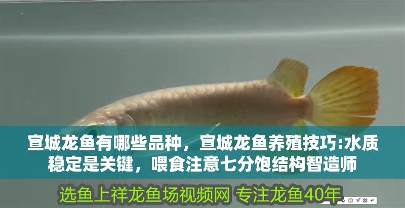 宣城龍魚有哪些品種，宣城龍魚養殖技巧:水質穩定是關鍵，喂食注意七分飽結構智造師
