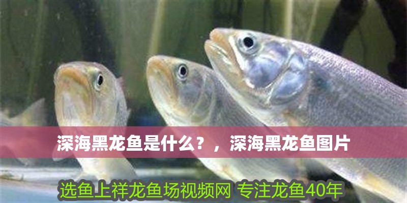 深海黑龍魚是什么？，深海黑龍魚圖片