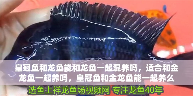 皇冠魚和龍魚能和龍魚一起混養嗎，適合和金龍魚一起養嗎，皇冠魚和金龍魚能一起養么