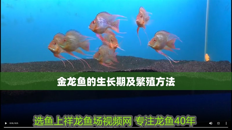 金龍魚的生長期及繁殖方法 金龍魚的生長期及繁殖方法 觀賞魚百科