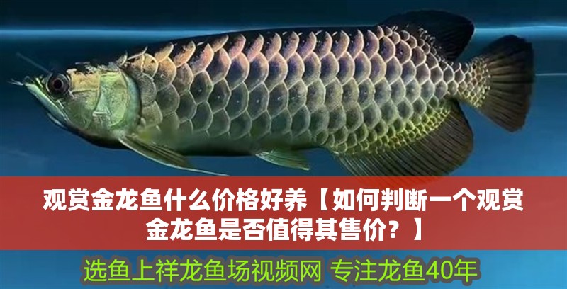 觀賞金龍魚什么價(jià)格好養(yǎng)【如何判斷一個(gè)觀賞金龍魚是否值得其售價(jià)？】