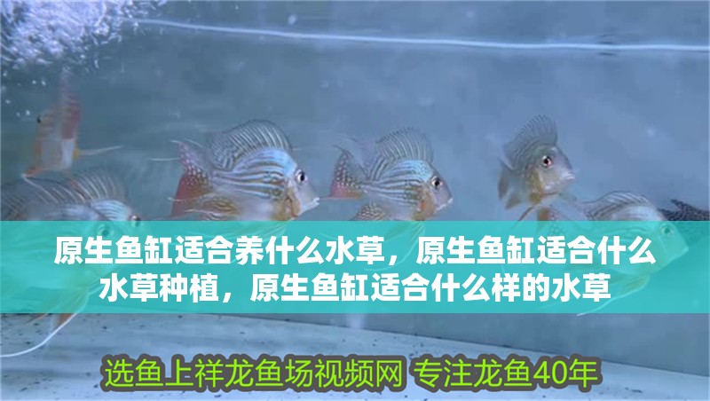 原生魚缸適合養(yǎng)什么水草，原生魚缸適合什么水草種植，原生魚缸適合什么樣的水草