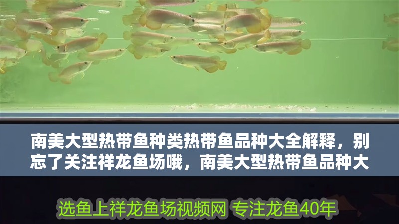 南美大型熱帶魚種類熱帶魚品種大全解釋，別忘了關注祥龍魚場哦，南美大型熱帶魚品種大全
