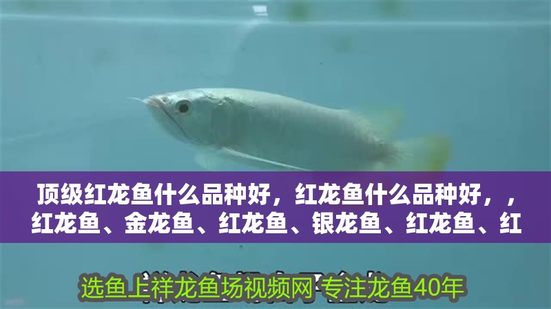 頂級(jí)紅龍魚什么品種好，紅龍魚什么品種好，，紅龍魚、金龍魚、紅龍魚、銀龍魚、紅龍魚、紅龍魚、紅龍魚的介紹 頂級(jí)紅龍魚什么品種好，紅龍魚什么品種好，，紅龍魚、金龍魚、紅龍魚、銀龍魚、紅龍魚、紅龍魚、紅龍魚的介紹 觀賞魚百科 第2張