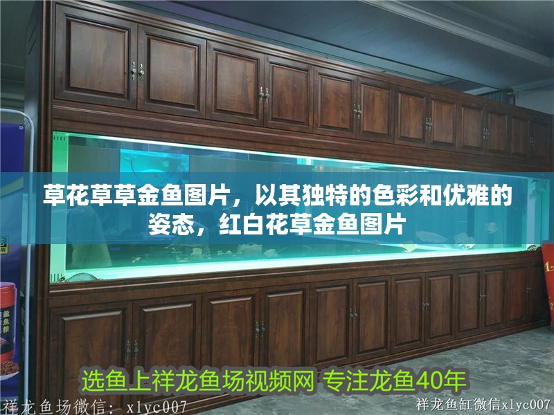 草花草草金魚圖片，以其獨特的色彩和優(yōu)雅的姿態(tài)，紅白花草金魚圖片