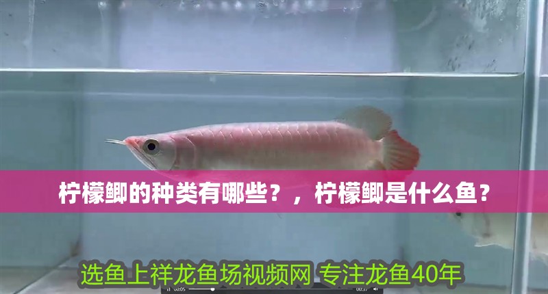 檸檬鯽的種類有哪些？，檸檬鯽是什么魚？
