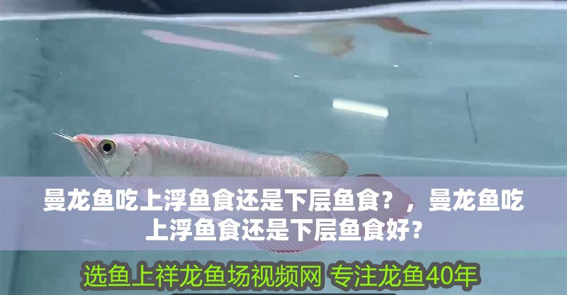 曼龍魚吃上浮魚食還是下層魚食？，曼龍魚吃上浮魚食還是下層魚食好？