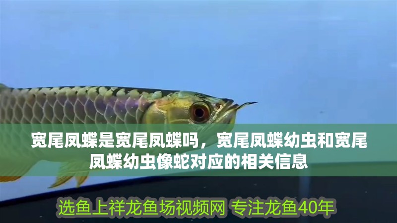 魚缸過濾器選購指南:自制魚缸過濾器魚缸上置過濾器對(duì)于養(yǎng)魚愛好者的必備知識(shí) 寬尾鳳蝶是寬尾鳳蝶嗎,寬尾鳳蝶幼蟲和寬尾鳳蝶幼蟲像蛇對(duì)應(yīng)的相關(guān)信息 觀賞魚百科 寬尾鳳蝶是寬尾鳳蝶嗎,寬尾鳳蝶幼蟲和寬尾鳳蝶幼蟲像蛇對(duì)應(yīng)的相關(guān)信息 寬尾鳳蝶是寬尾鳳蝶嗎,寬尾鳳蝶幼蟲和寬尾鳳蝶幼蟲像蛇對(duì)應(yīng)的相關(guān)信息 觀賞魚百科