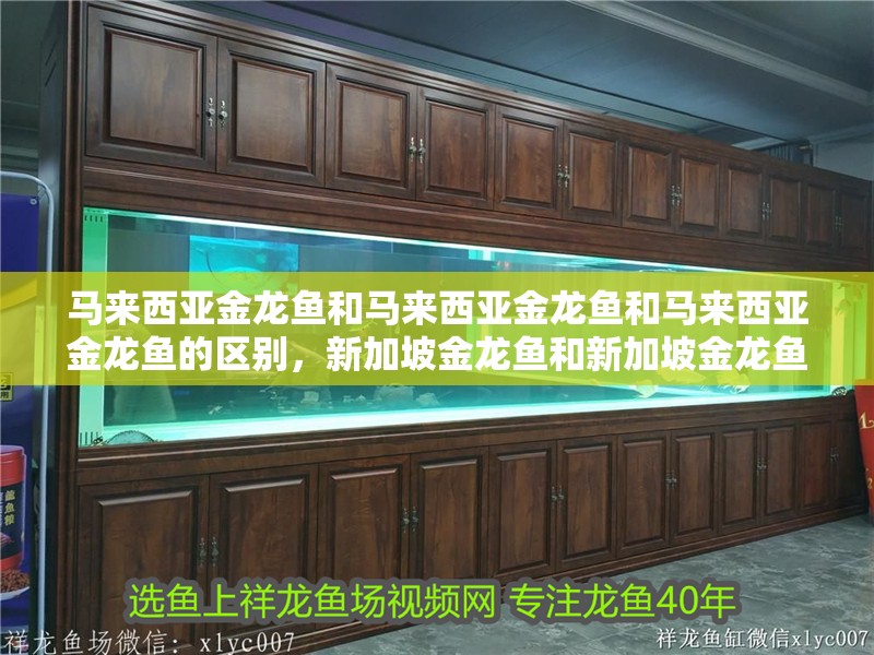 馬來西亞金龍魚和馬來西亞金龍魚和馬來西亞金龍魚的區別，新加坡金龍魚和新加坡金龍魚的區別
