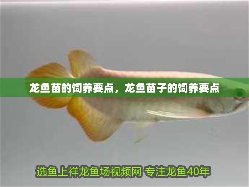龍魚苗的飼養要點，龍魚苗子的飼養要點