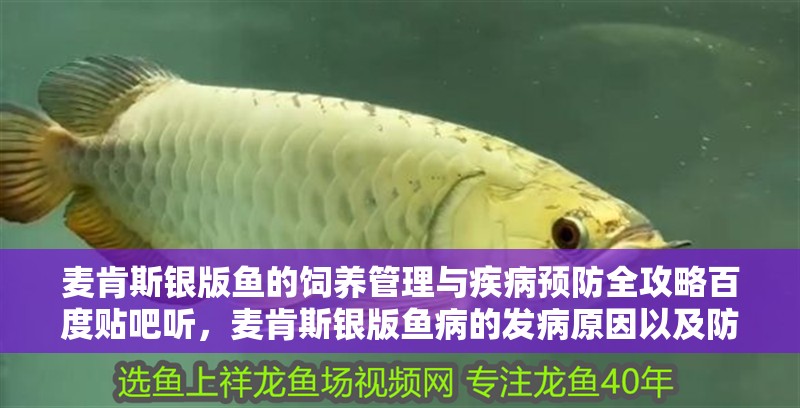 麥肯斯銀版魚的飼養管理與疾病預防全攻略百度貼吧聽，麥肯斯銀版魚病的發病原因以及防治措施