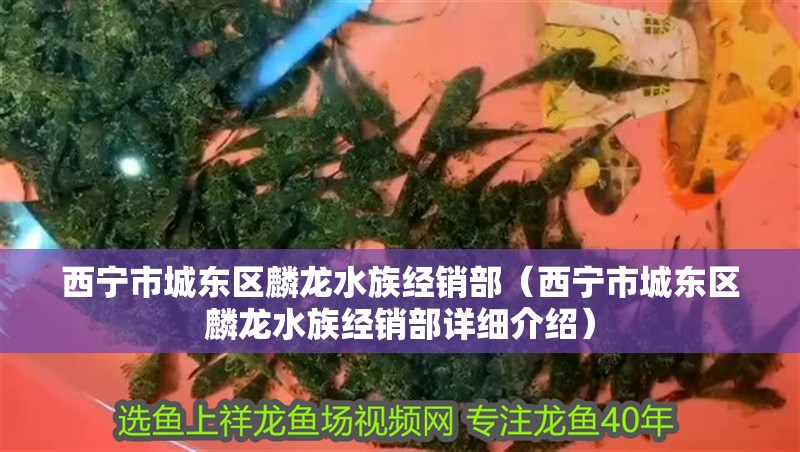 西寧市城東區(qū)麟龍水族經(jīng)銷部（西寧市城東區(qū)麟龍水族經(jīng)銷部詳細(xì)介紹）