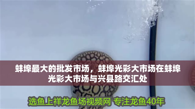 <strong><mark>蚌埠</mark></strong>最大的批發(fā)市場，<strong><mark>蚌埠</mark></strong>光彩大市場在<strong><mark>蚌埠</mark></strong>光彩大市場與興縣路交匯處