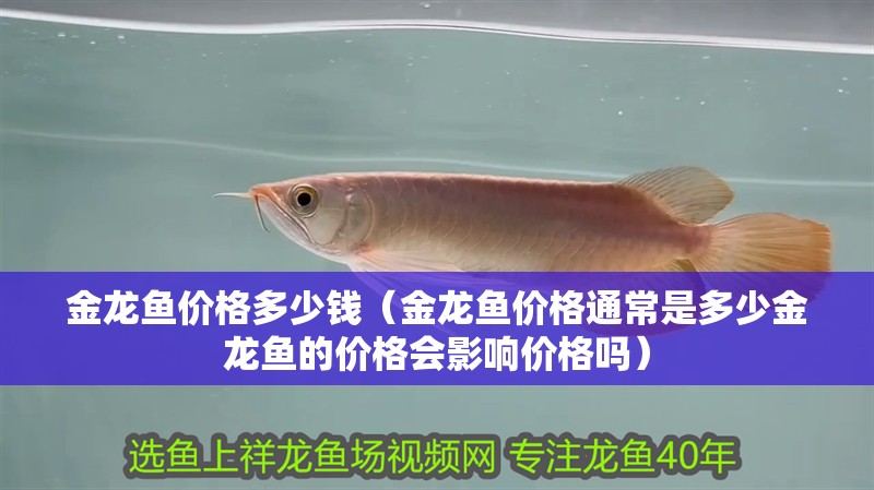 金龍魚價格多少錢(金龍魚價格通常是多少金龍魚的價格會影響價格嗎) 觀賞魚百科 第2張 金龍魚價格多少錢(金龍魚價格通常是多少金龍魚的價格會影響價格嗎) 金龍魚價格多少錢(金龍魚價格通常是多少金龍魚的價格會影響價格嗎) 觀賞魚百科 第2張