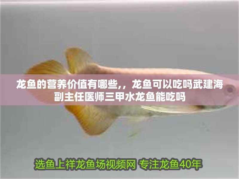 龍魚的營養(yǎng)價(jià)值有哪些,，龍魚可以吃嗎武建海副主任醫(yī)師三甲水龍魚能吃嗎