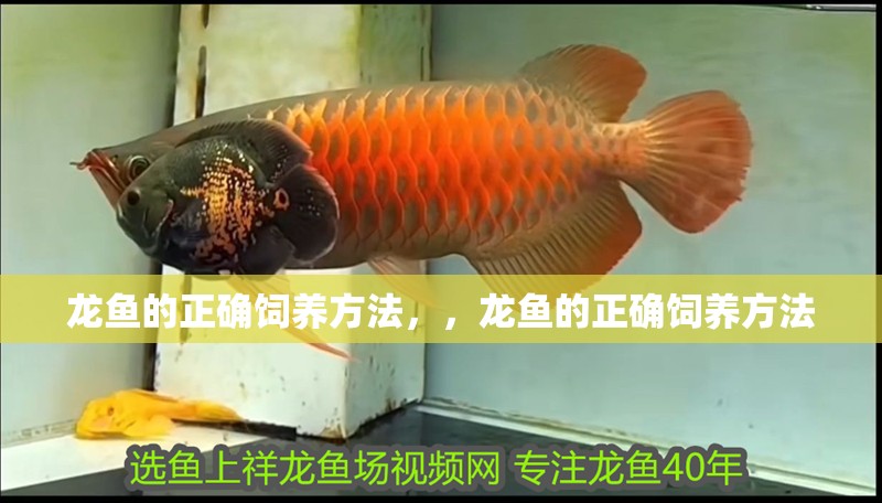 龍魚的正確飼養方法，，龍魚的正確飼養方法