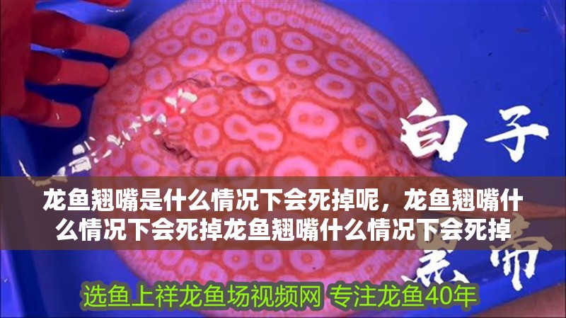 龍魚翹嘴是什么情況下會死掉呢，龍魚翹嘴什么情況下會死掉龍魚翹嘴什么情況下會死掉