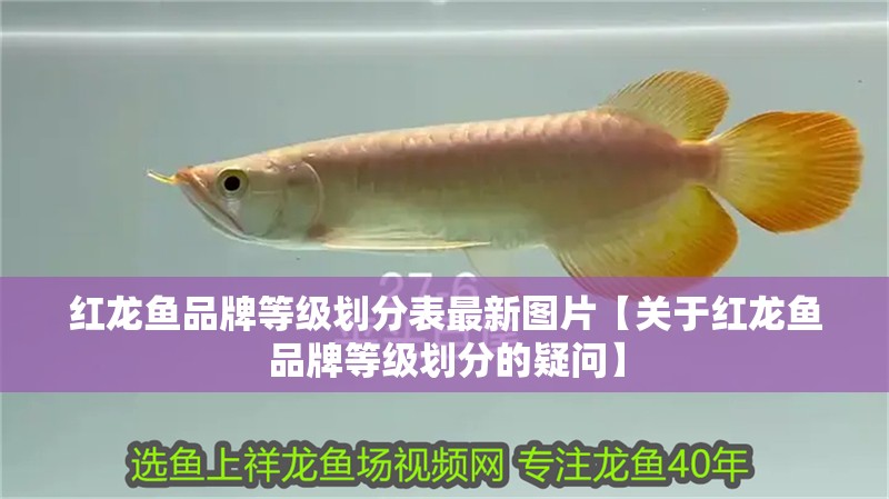 紅龍魚品牌等級劃分表最新圖片【關于紅龍魚品牌等級劃分的疑問】