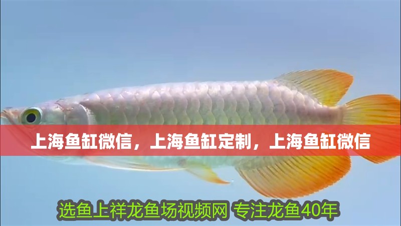 上海魚缸微信，上海魚缸定制，上海魚缸微信 上海魚缸微信，上海魚缸定制，上海魚缸微信 觀賞魚百科