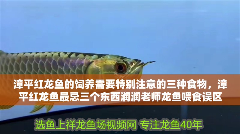 漳平紅龍魚的飼養(yǎng)需要特別注意的三種食物，漳平紅龍魚最忌三個東西潤潤老師龍魚喂食誤區(qū)