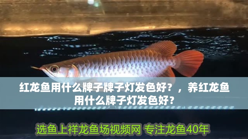 紅龍魚(yú)用什么牌子牌子燈發(fā)色好？，養(yǎng)紅龍魚(yú)用什么牌子燈發(fā)色好？