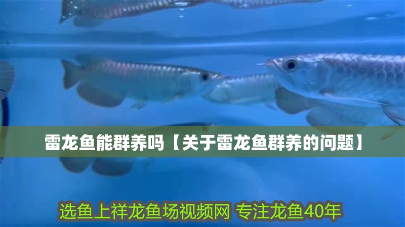雷龍魚能群養嗎【關于雷龍魚群養的問題】