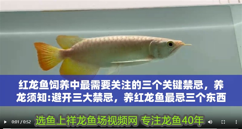 紅龍魚飼養(yǎng)中最需要關(guān)注的三個關(guān)鍵禁忌，養(yǎng)龍須知:避開三大禁忌，養(yǎng)紅龍魚最忌三個東西