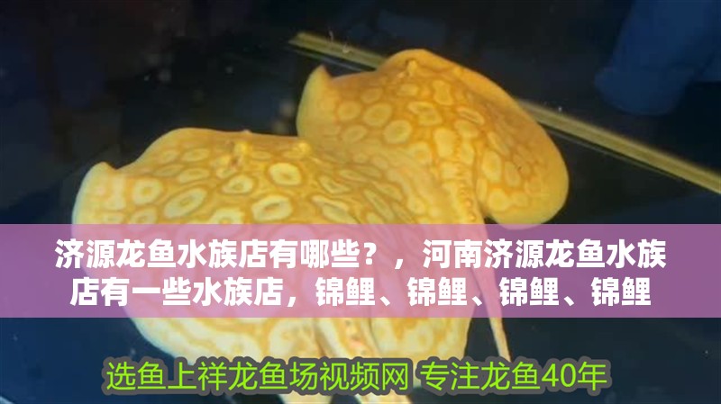 濟源龍魚水族店有哪些?,河南濟源龍魚水族店有一些水族店,錦鯉、錦鯉、錦鯉、錦鯉 觀賞魚百科 第2張 濟源龍魚水族店有哪些?,河南濟源龍魚水族店有一些水族店,錦鯉、錦鯉、錦鯉、錦鯉 濟源龍魚水族店有哪些?,河南濟源龍魚水族店有一些水族店,錦鯉、錦鯉、錦鯉、錦鯉 觀賞魚百科 第2張