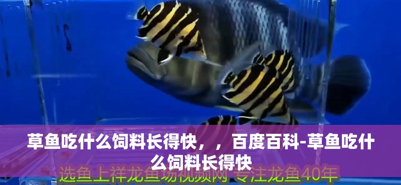 草魚吃什么飼料長得快，，百度百科-草魚吃什么飼料長得快 草魚吃什么飼料長得快，，百度百科-草魚吃什么飼料長得快 觀賞魚百科 第2張