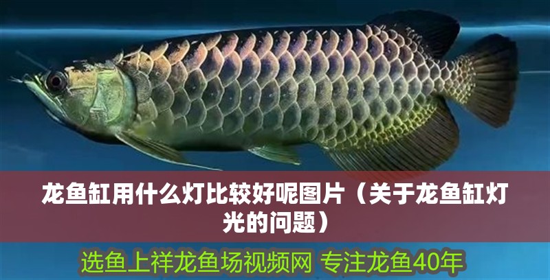 龍魚缸用什么燈比較好呢圖片（關于龍魚缸燈光的問題） 龍魚缸用什么燈比較好呢圖片（關于龍魚缸燈光的問題） 觀賞魚百科 第1張