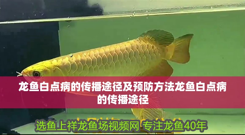 龍魚白點病的傳播途徑及預防方法龍魚白點病的傳播途徑