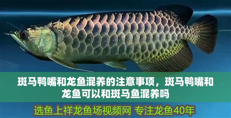 斑馬鴨嘴和龍魚(yú)混養(yǎng)的注意事項(xiàng)，斑馬鴨嘴和龍魚(yú)可以和斑馬魚(yú)混養(yǎng)嗎